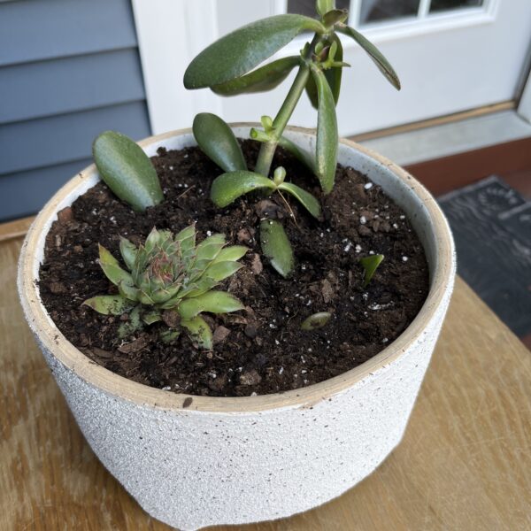 Digital Relationship Prospecting is like gardening